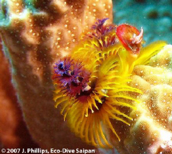 Christmas tree worm, Spirobranchus giganteus, off souther... by Jim Phillips 